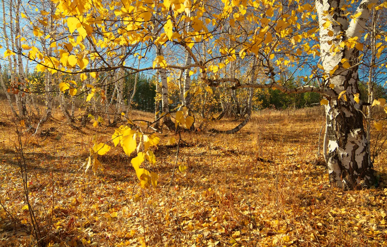 Фото обои осень, лес, свет, ветки, природа, стволы, поляна, листва