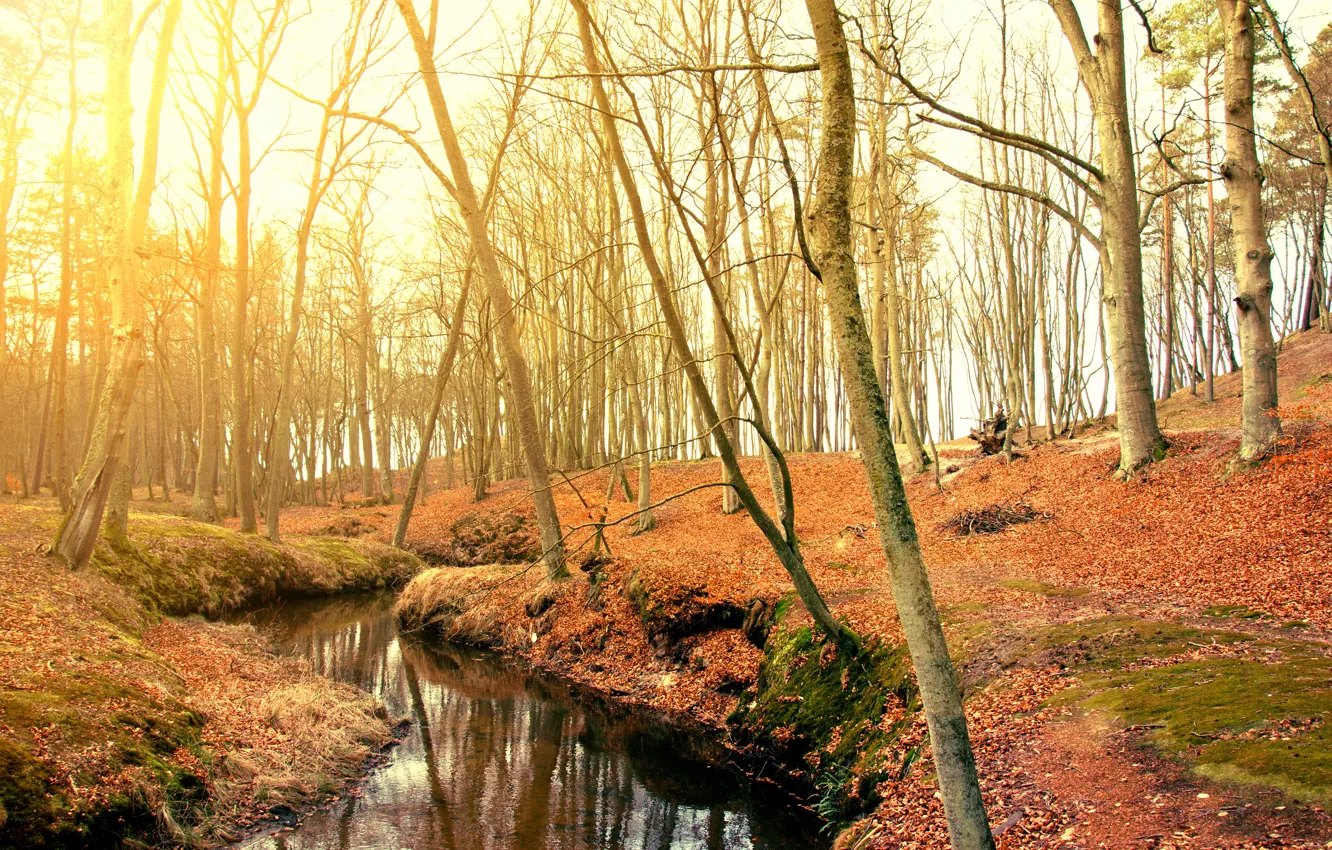Фото обои осень, лес, листья, деревья, парк, forest, landscape, park