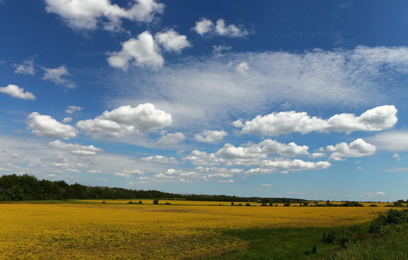Фото обои поле, небо, деревья, облако