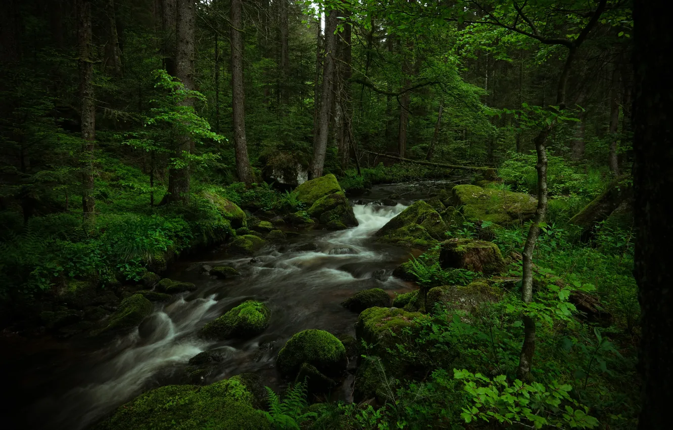 Фото обои лес, деревья, природа, река, ручей