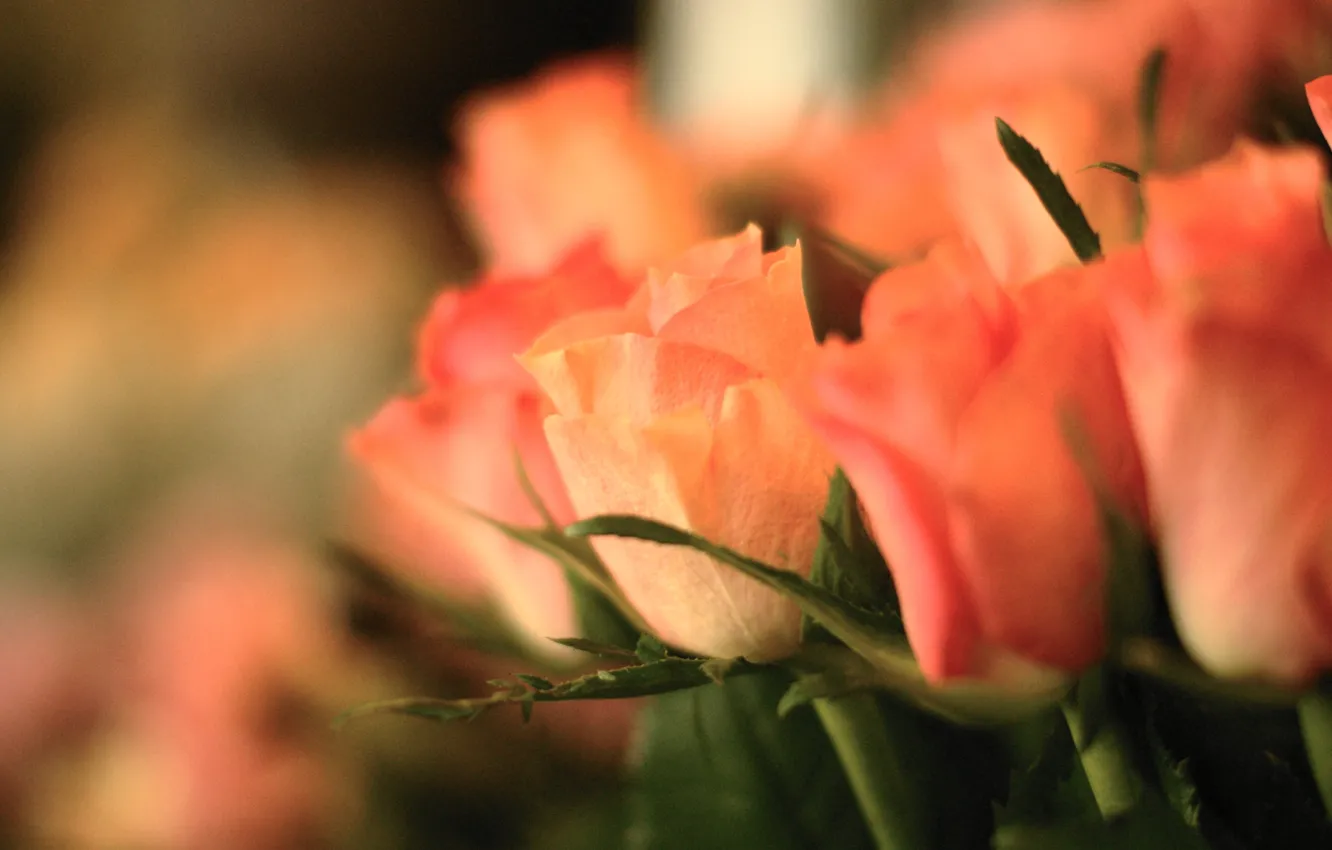 Фото обои цветы, розы, букет, фокус, розовые