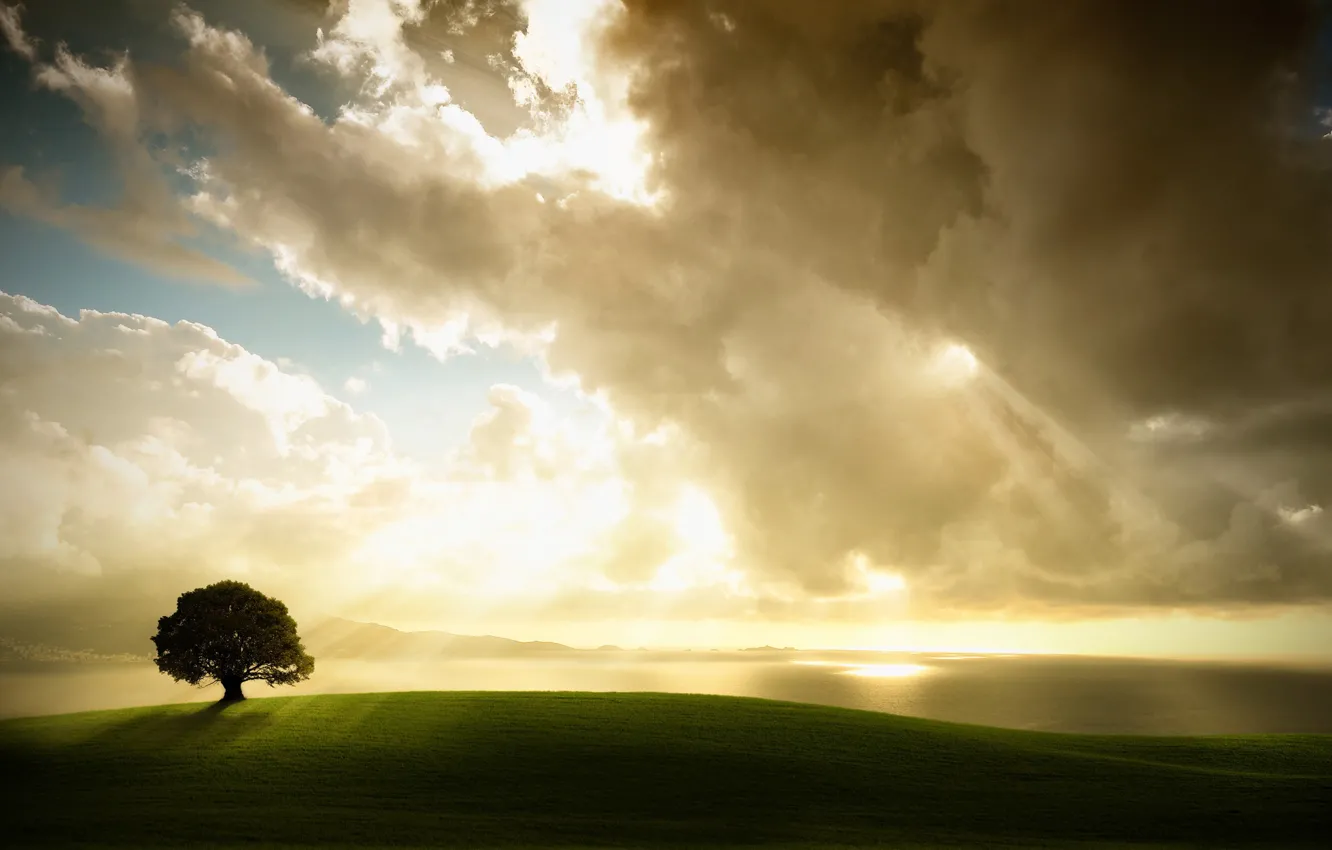 Фото обои облака, свет, дерево