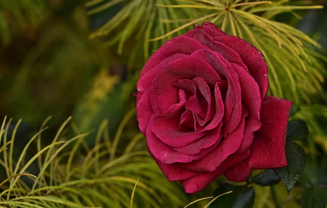 Фото обои цветок, капли, ветки, розовая, роза, хвоя, красная, боке