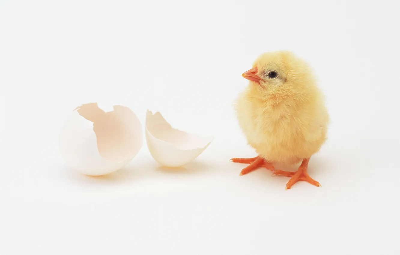 Фото обои птица, яйцо, курица, цыпленок