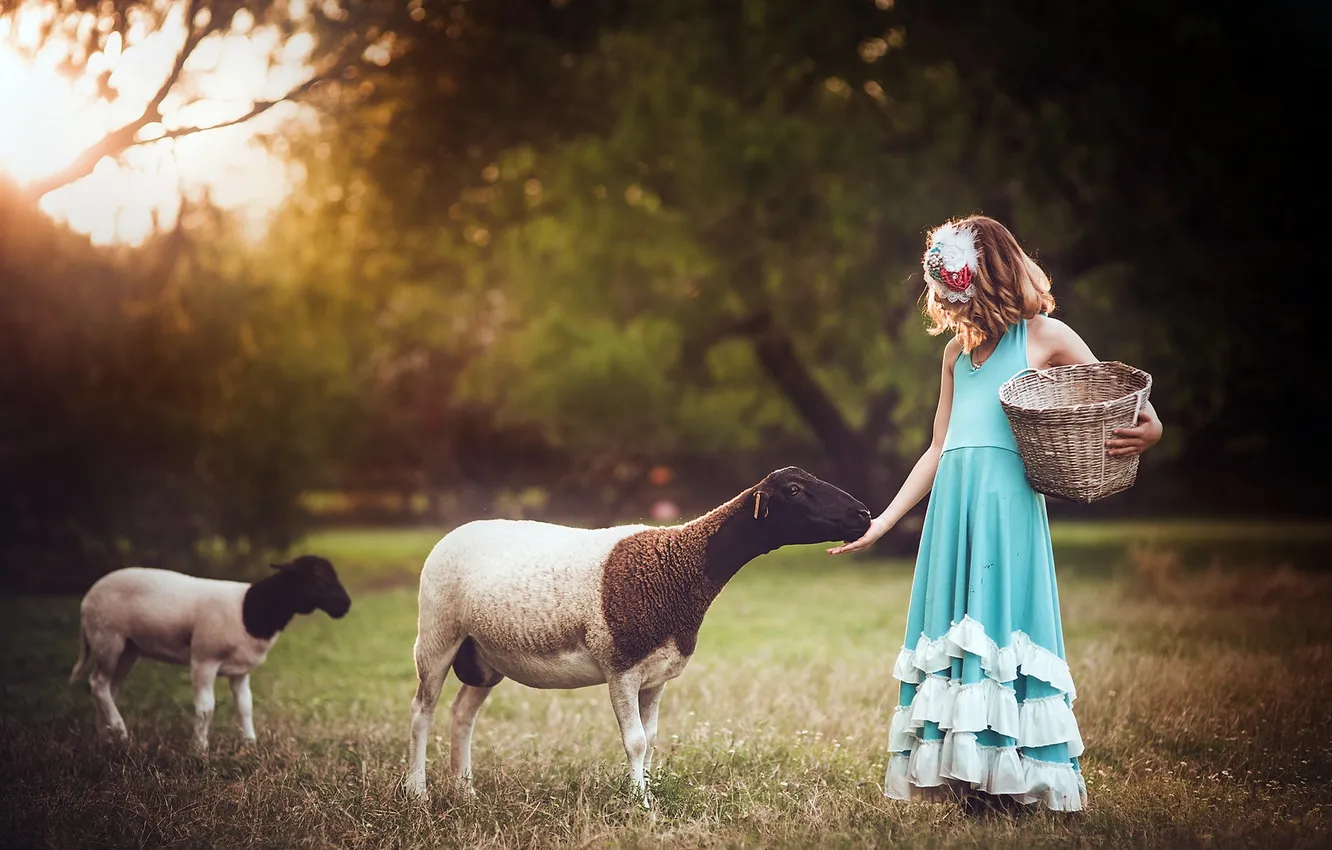 Фото обои фон, овцы, девочка