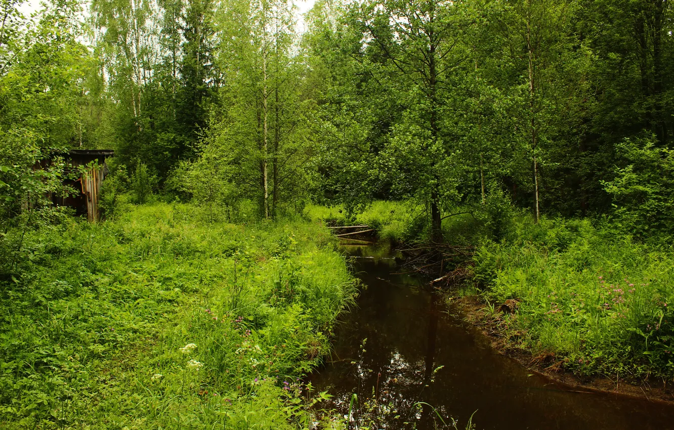 Фото обои трава, река, Деревья, природа.
