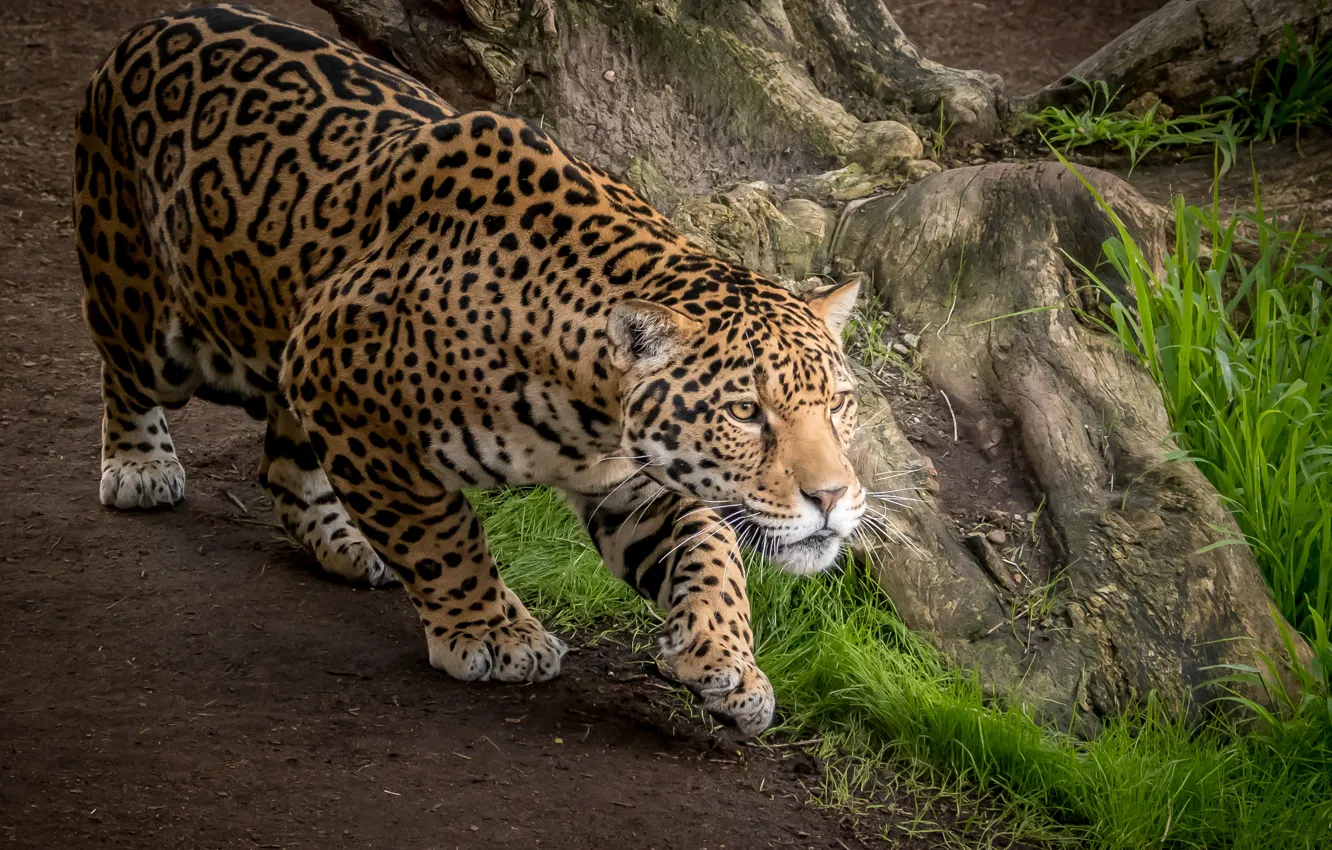 Фото обои хищник, ягуар, дикая кошка