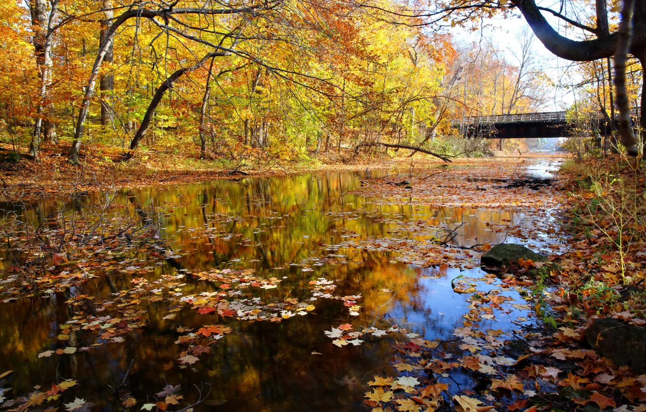 Фото обои осень, лес, небо, мост, река