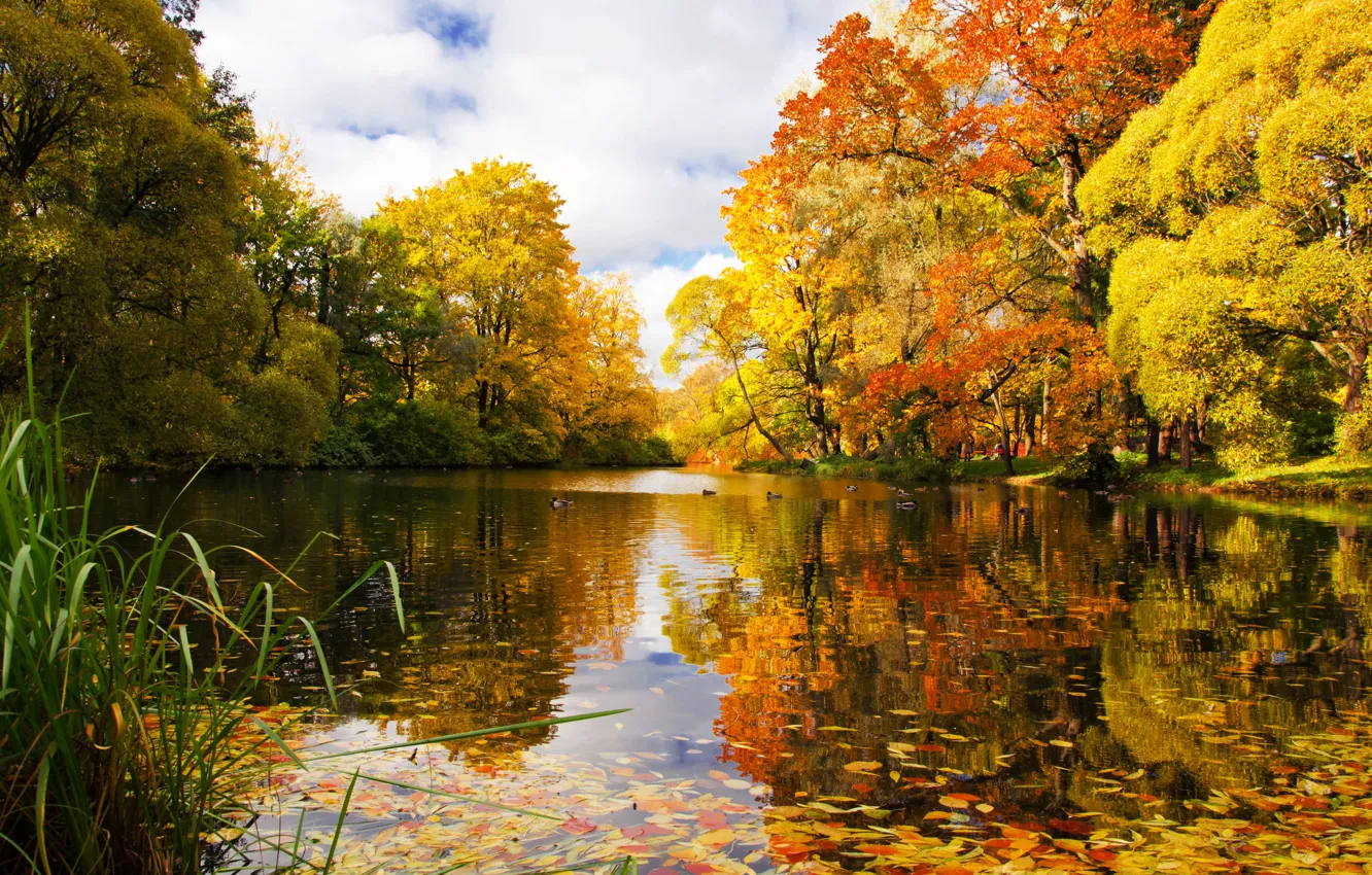 Фото обои осень, пруд, парк, река, Санкт-Петербург, Россия