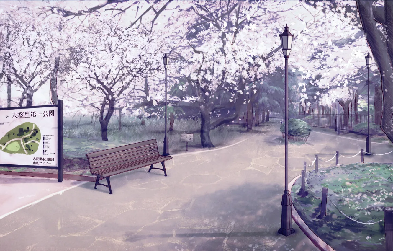 Фото обои парк, весна, сакура