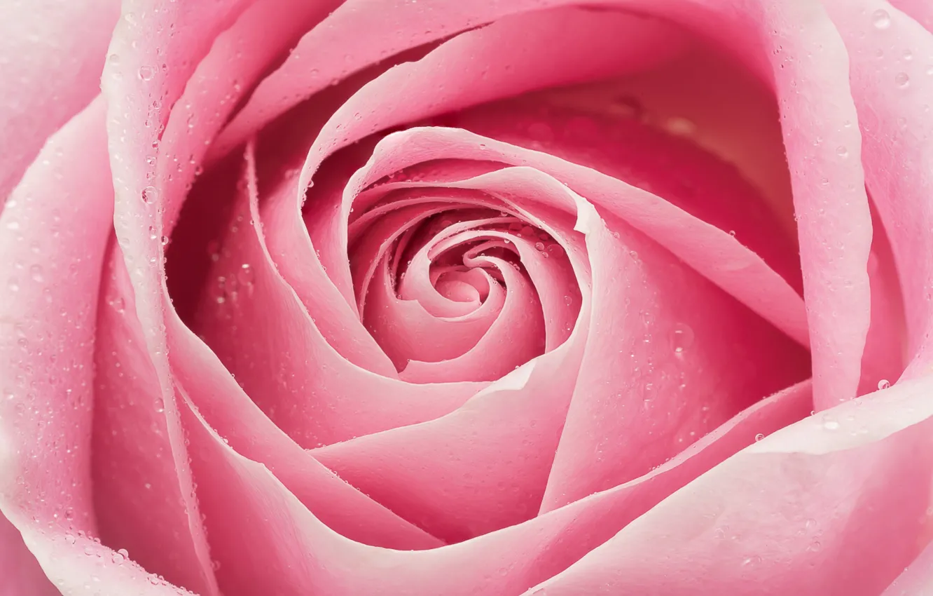 Фото обои розовый, роза, лепестки