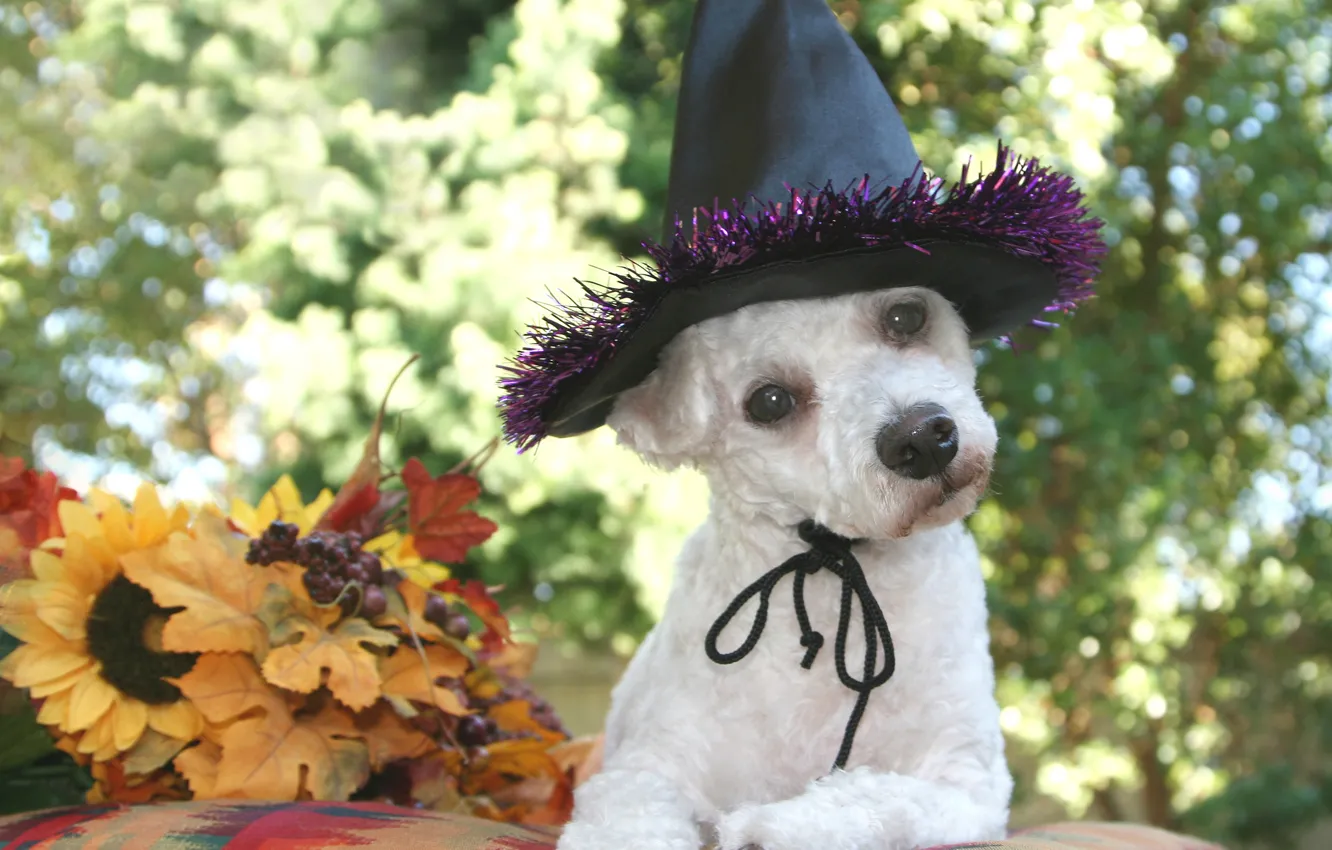 Фото обои осень, листья, собака, шляпа, черная, белая, хэллоуин, собачка