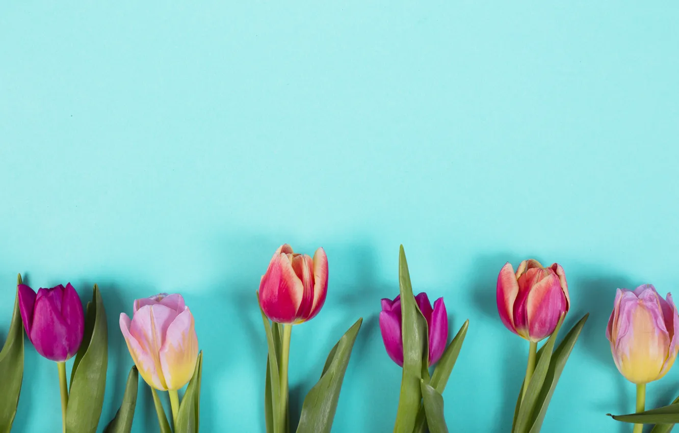 Фото обои цветы, colorful, тюльпаны, розовые, pink, flowers, tulips, spring