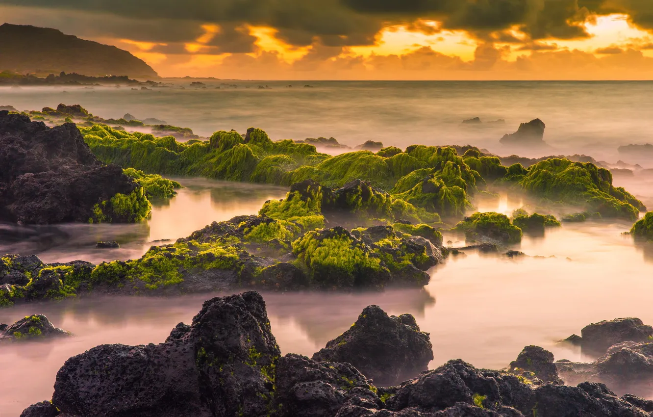 Фото обои водоросли, закат, природа, камни, океан, побережье