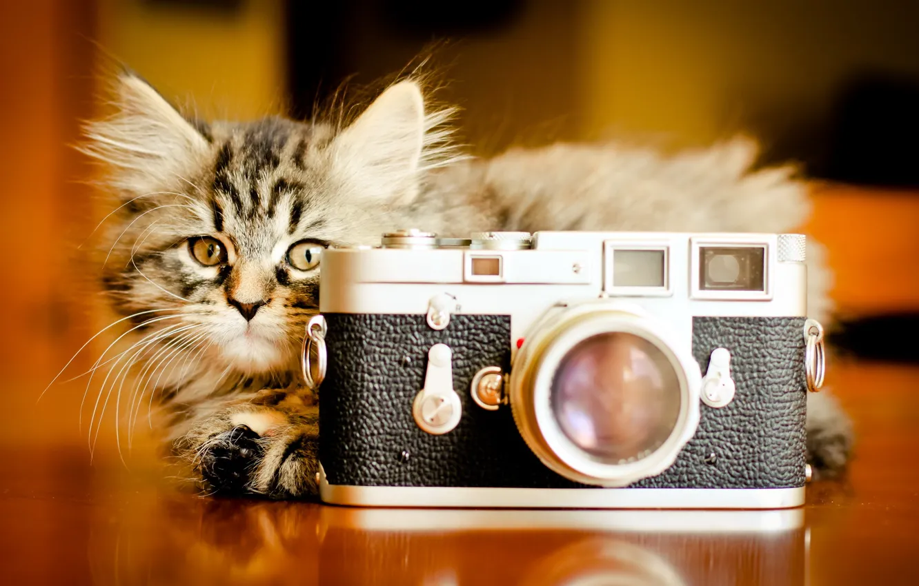 Фото обои кошка, фон, фотоаппарат