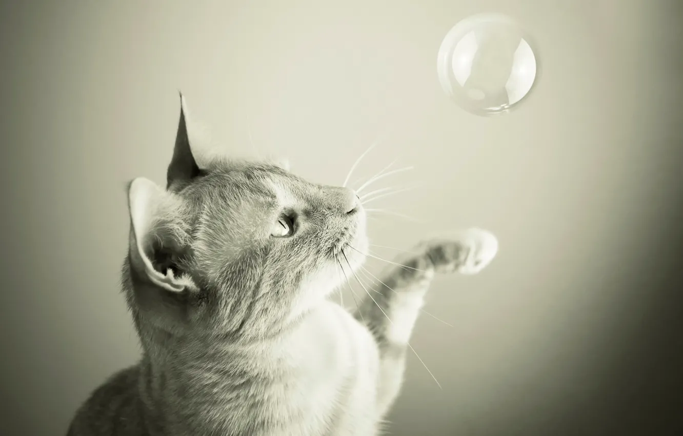 Фото обои кот, игра, пузырь