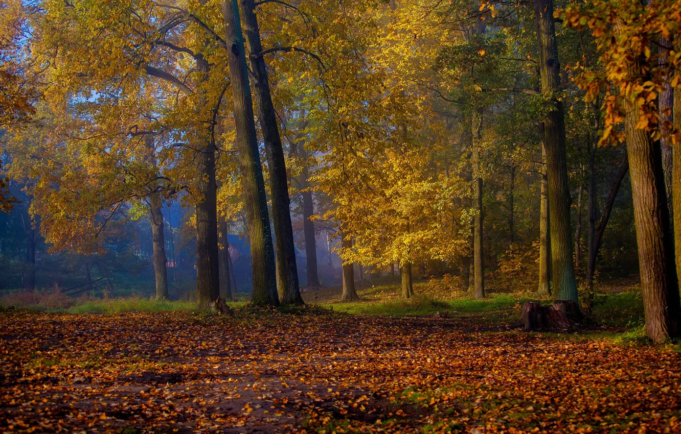 Фото обои осень, деревья, парк, листва, Россия, Красное Село