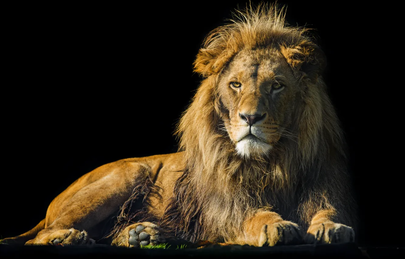 Фото обои кошка, лев, ©Tambako The Jaguar