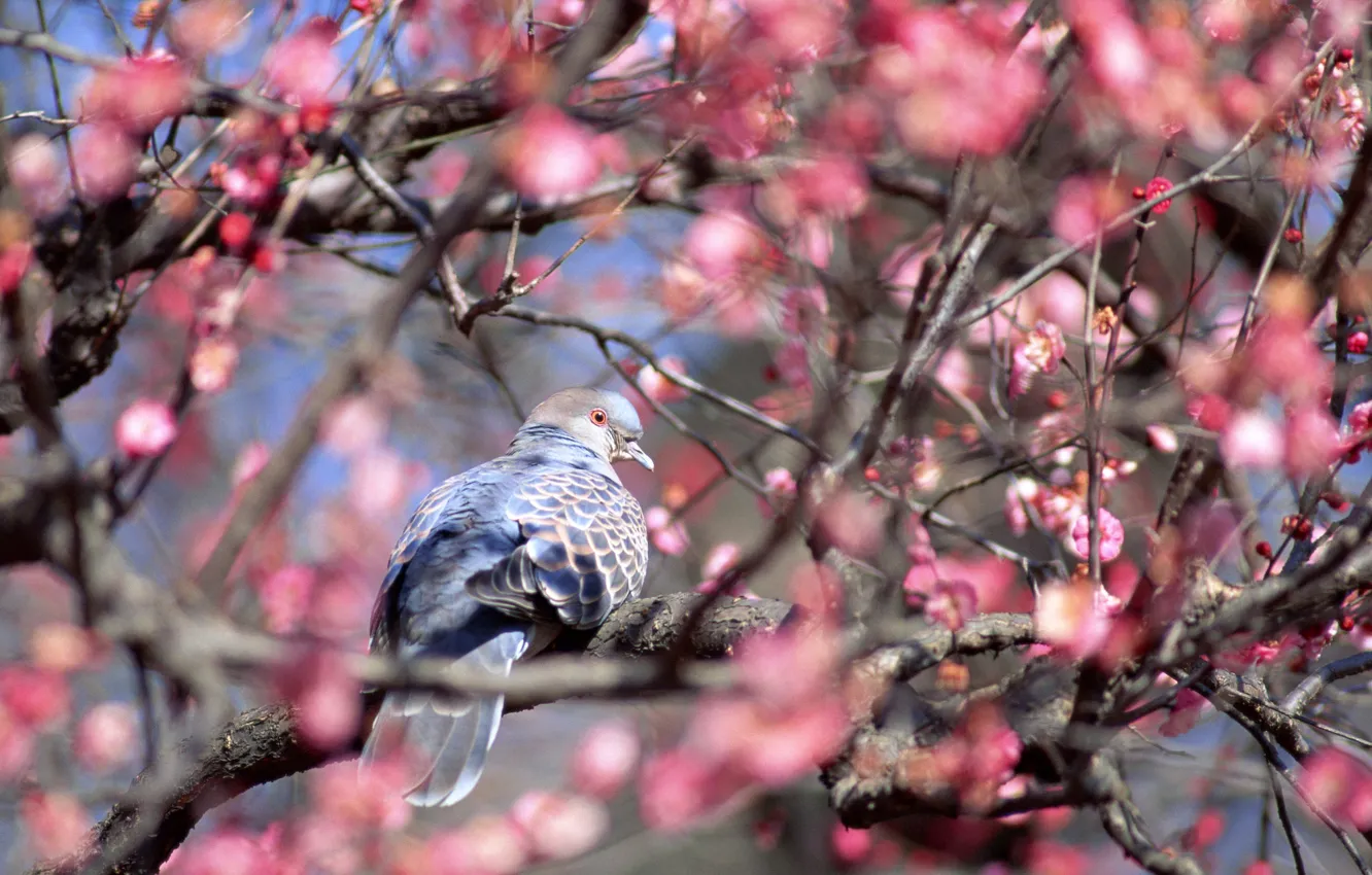 Фото обои животные, цветы, птица, голубь, красота, весна, розовые, цветущее дерево