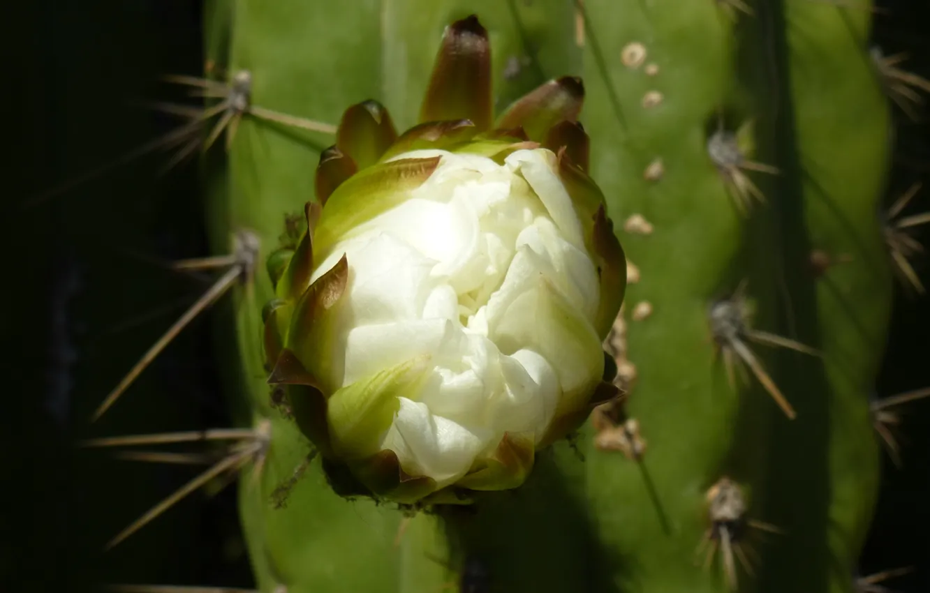 Фото обои cactus, pinya de rosa, blanes