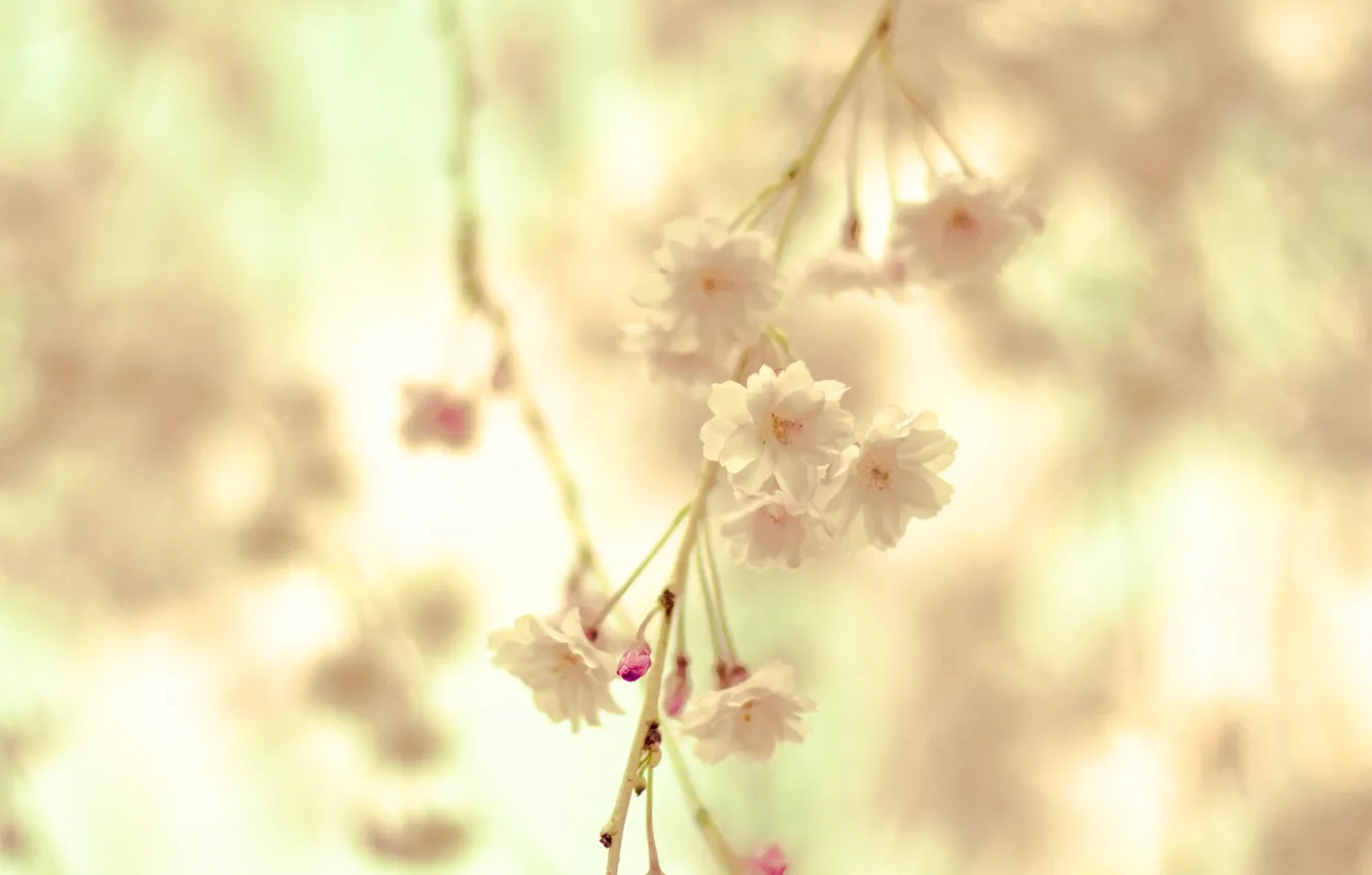 Фото обои макро, цветы, природа, нежность, весна, размытость, Ветка, кремовый