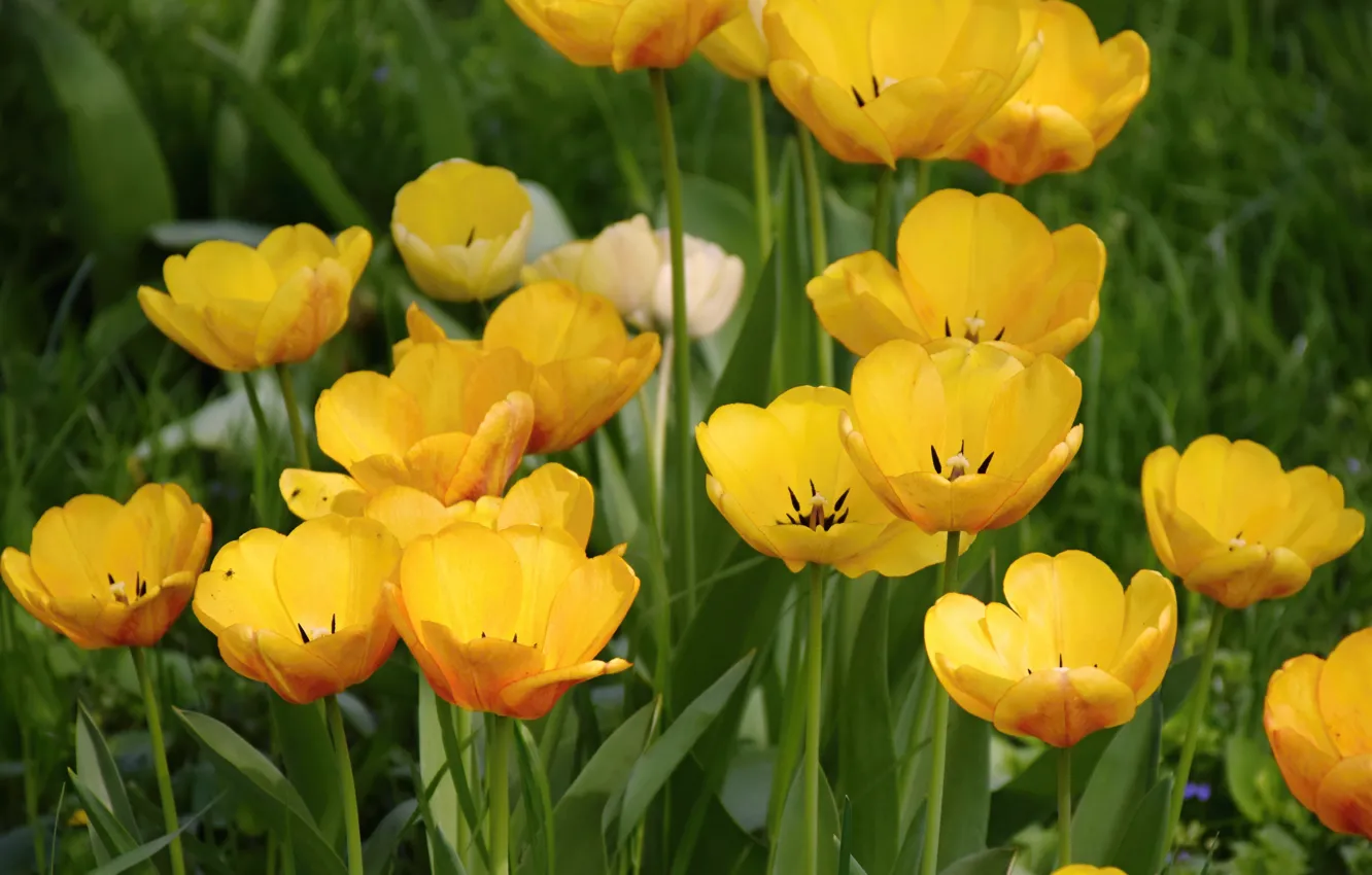 Фото обои Весна, Flowers, Yellow tulips, Жёлтые тюльпаны