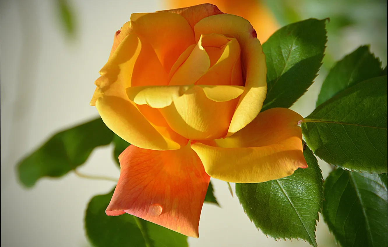 Фото обои Rose, Yellow rose, Жёлтая роза