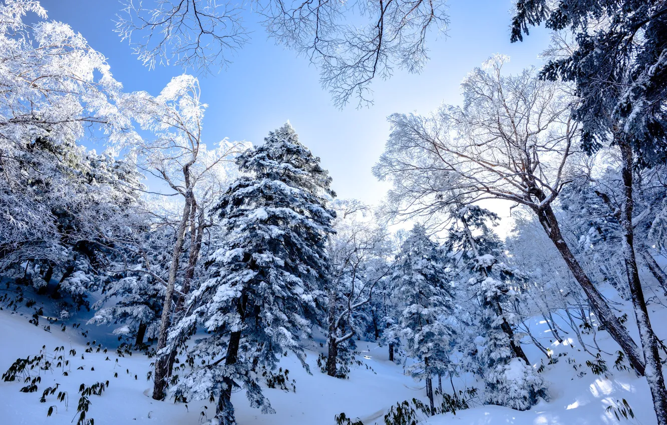 Фото обои зима, иней, лес, небо, снег, деревья, ветки, природа