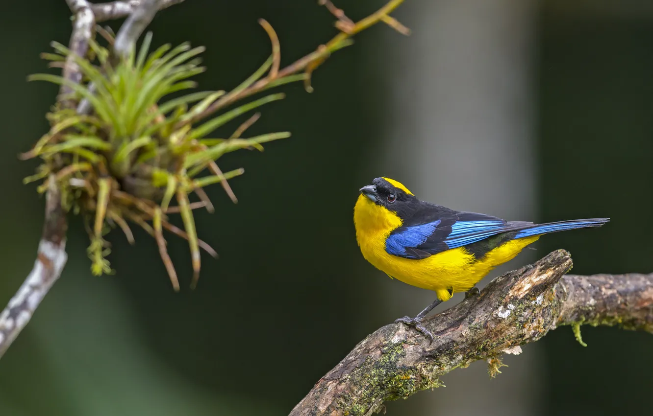 Фото обои птица, bird, anisognathus somptuosus, blue-winged mountain, tanager, танагра, tángara primavera, cachaquito primavera