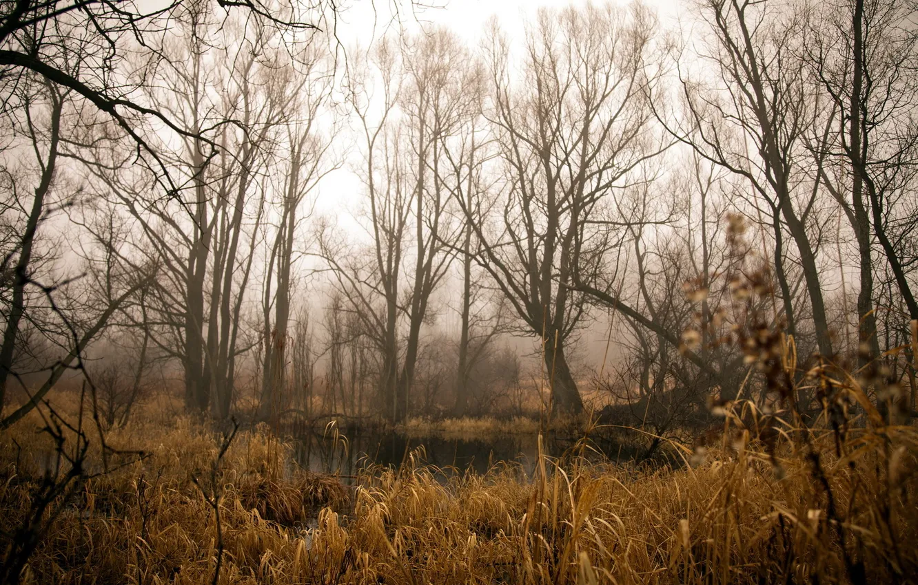 Фото обои лес, природа, пруд, камыш
