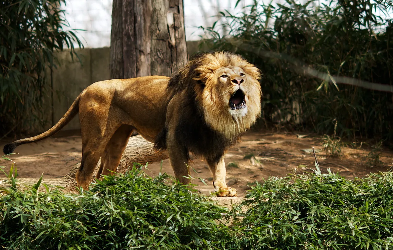 Фото обои лев, зверь, зоопарк