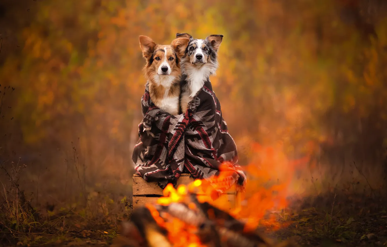 Фото обои осень, плед, ящик, парочка, боке, две собаки