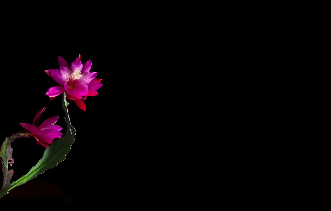 Фото обои свет, обои, тень, лепестки, стебель