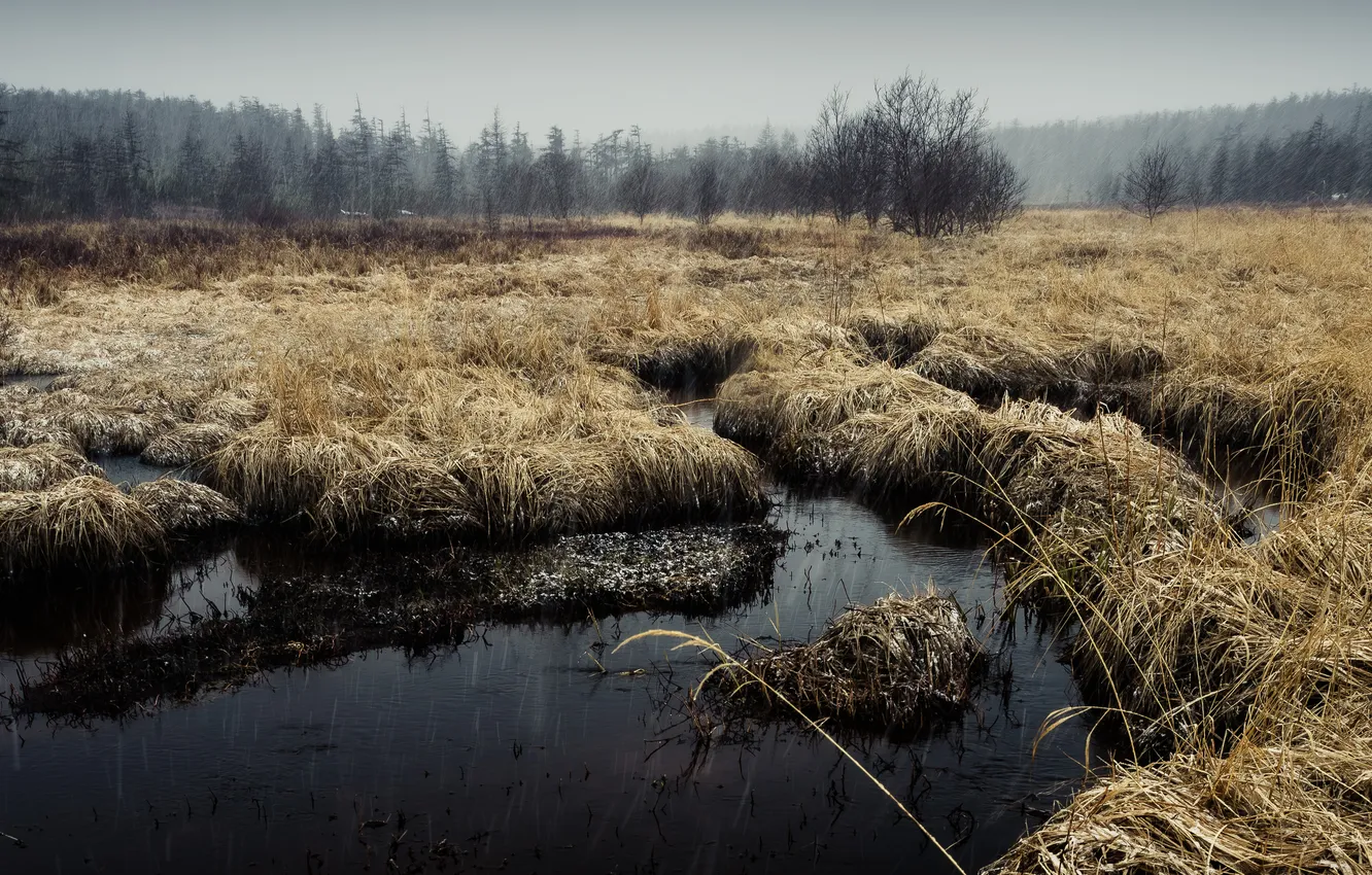 Фото обои grass, mud, swamp