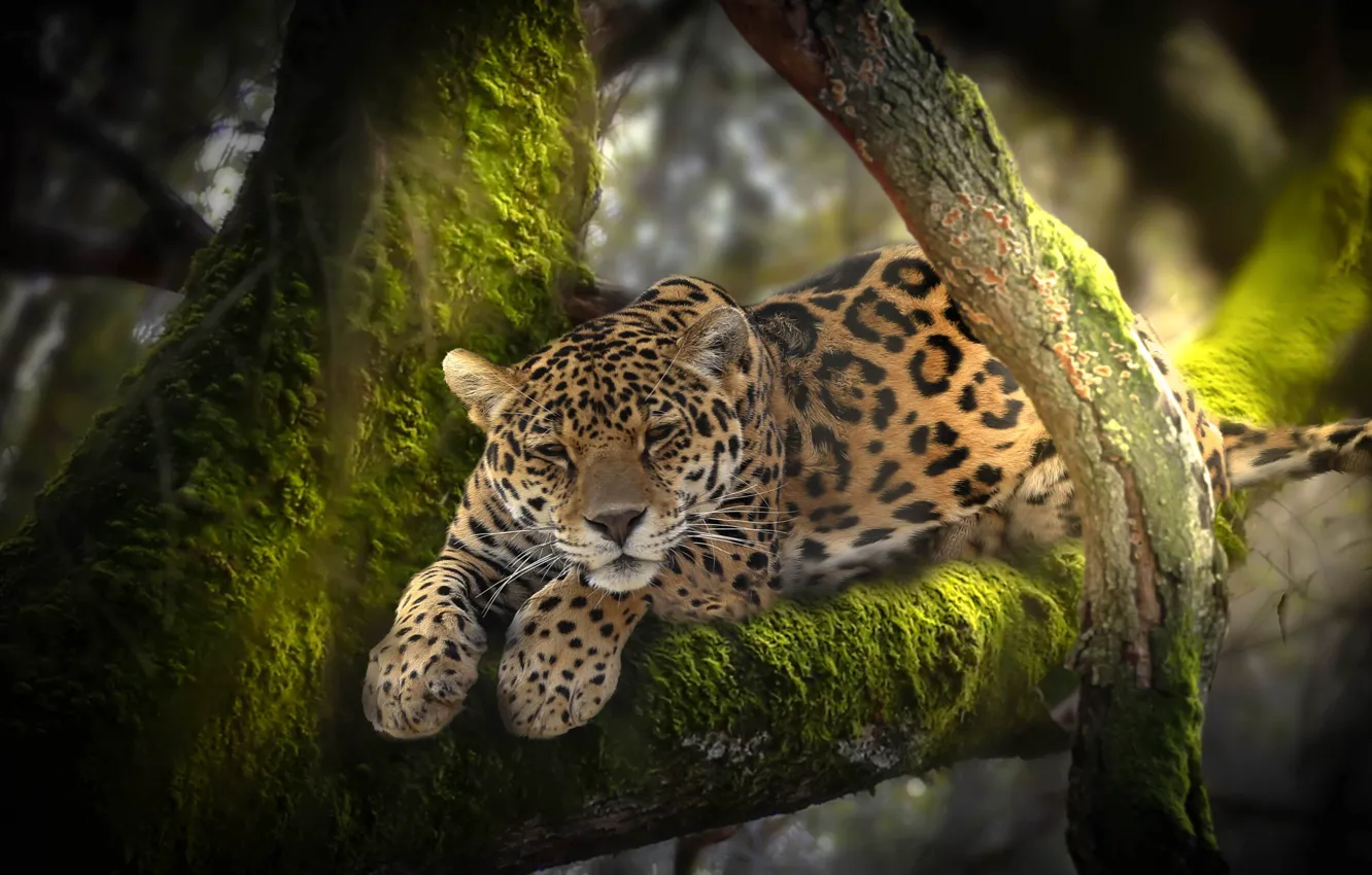 Фото обои природа, дерево, животное, мох, хищник, джунгли, леопард, Африка