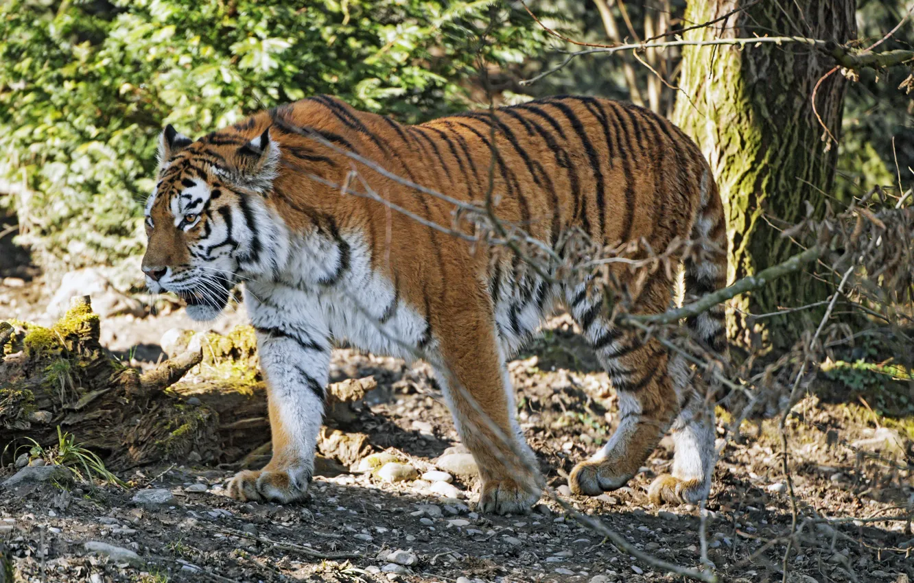 Фото обои тигр, хищник, мощь