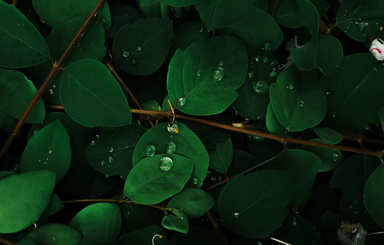 Фото обои зеленые листья, капли воды, ветки дерева