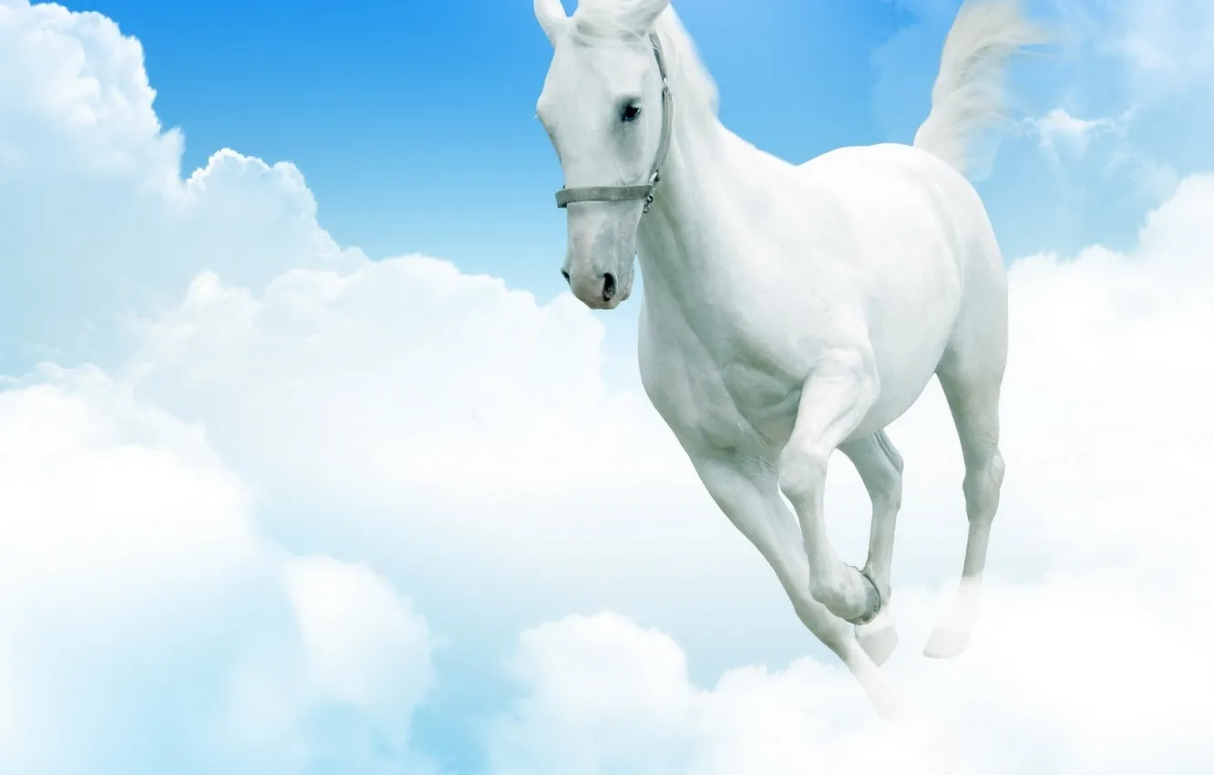 Фото обои небо, облака, конь, ноги, небеса, лошадь, хвост, белая