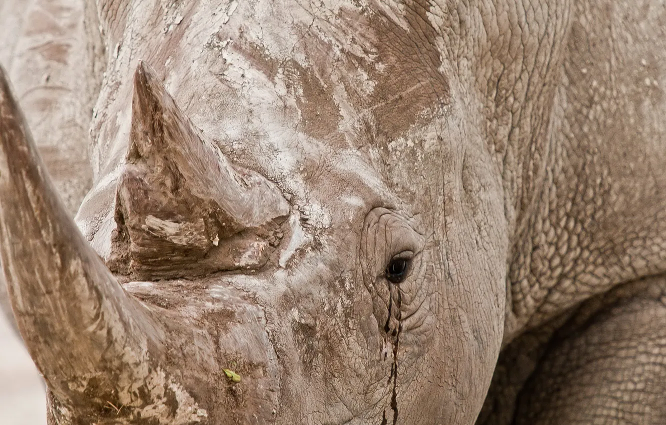 Фото обои природа, фон, носорог