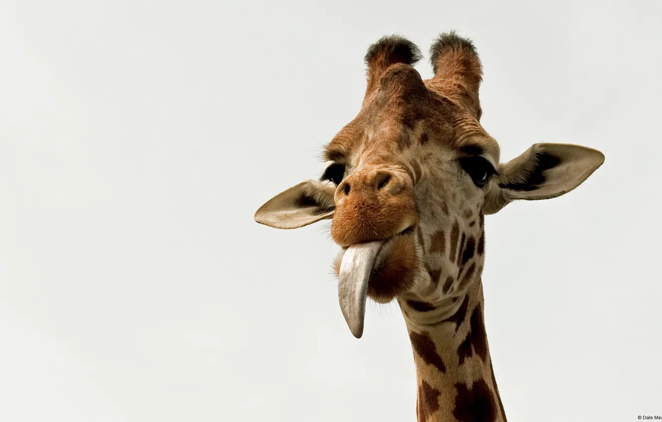 Фото обои язык, Жираф, Giraffe