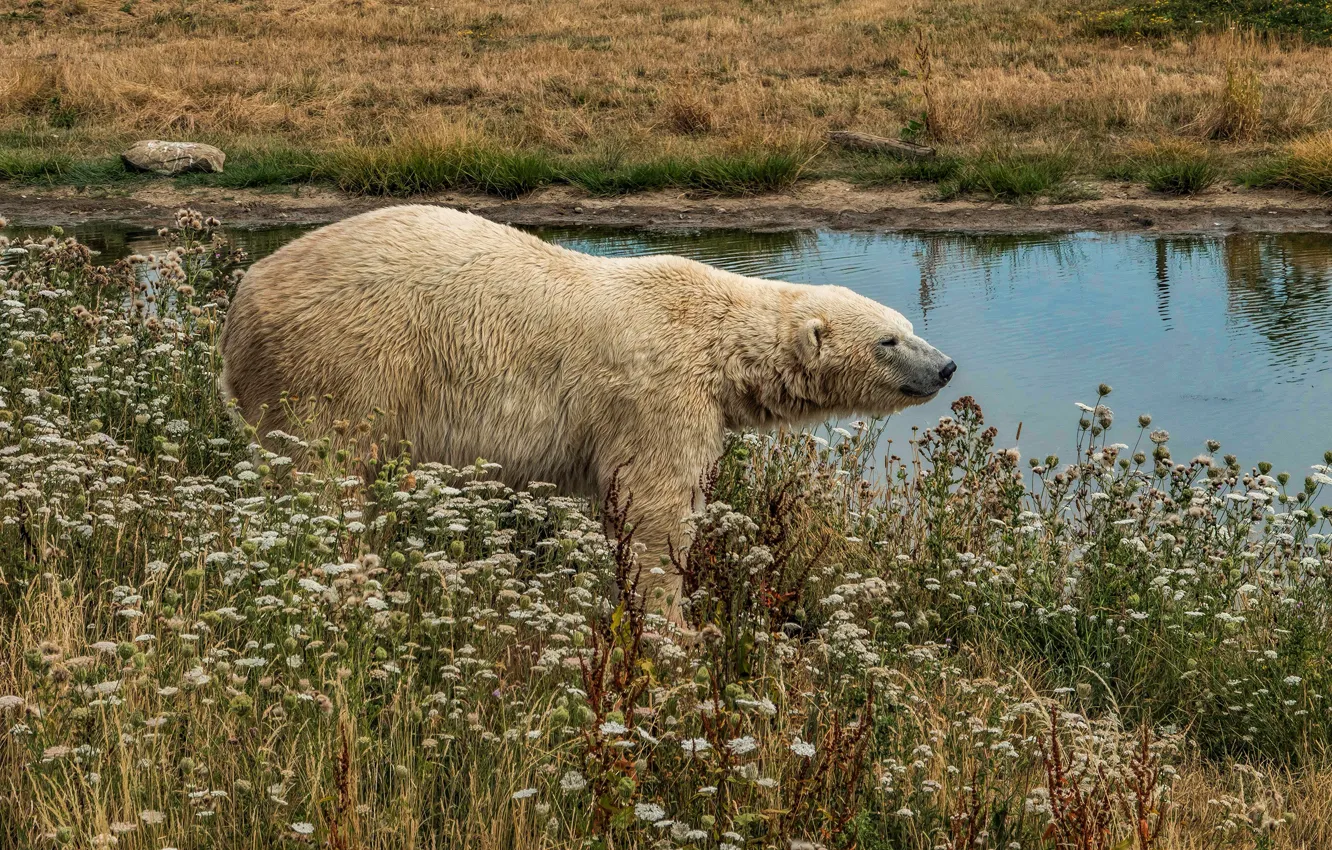 Фото обои белый, трава, взгляд, вода, цветы, природа, река, заросли