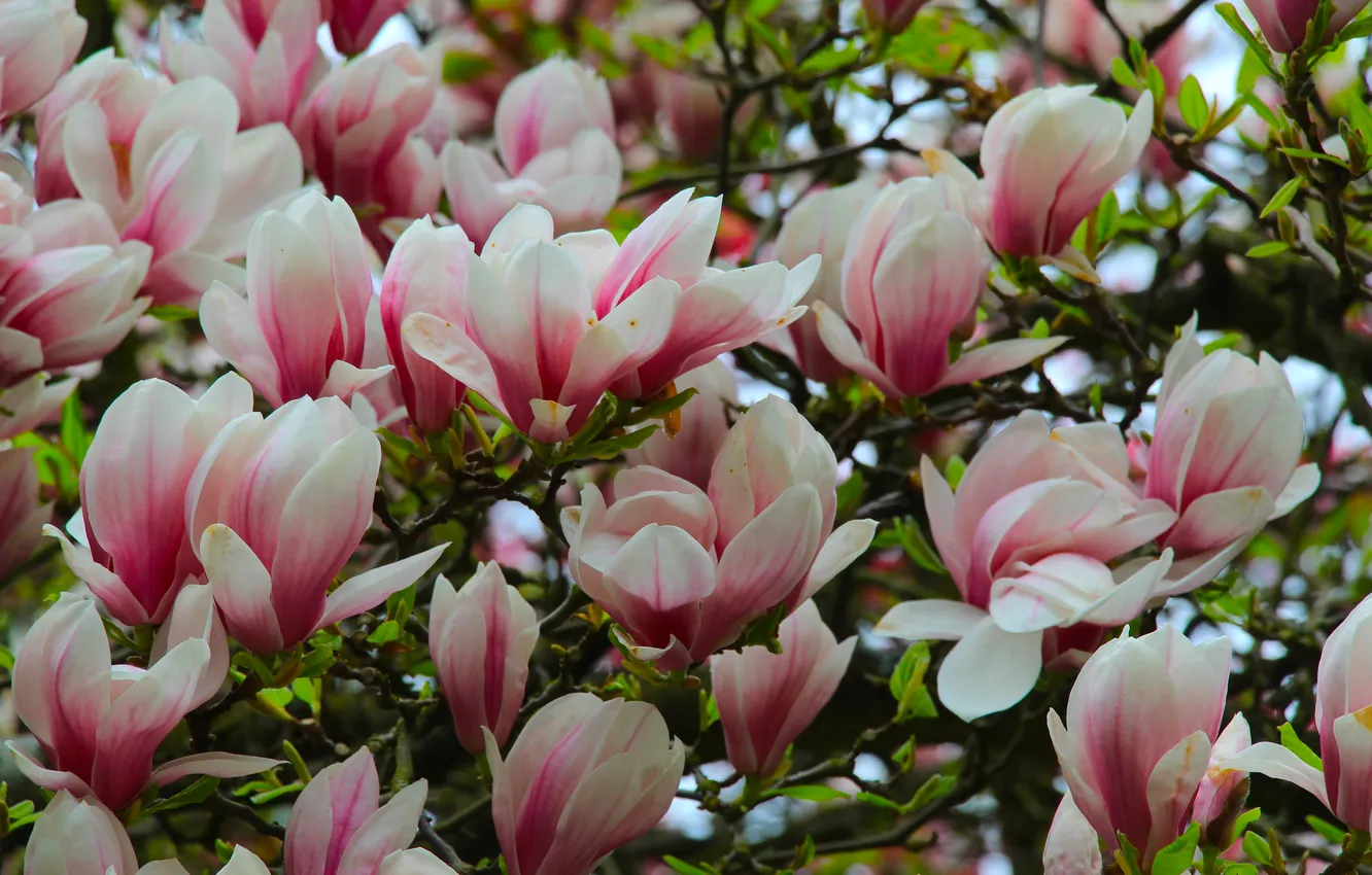 Фото обои flower, spring, plant, magnolia, twig