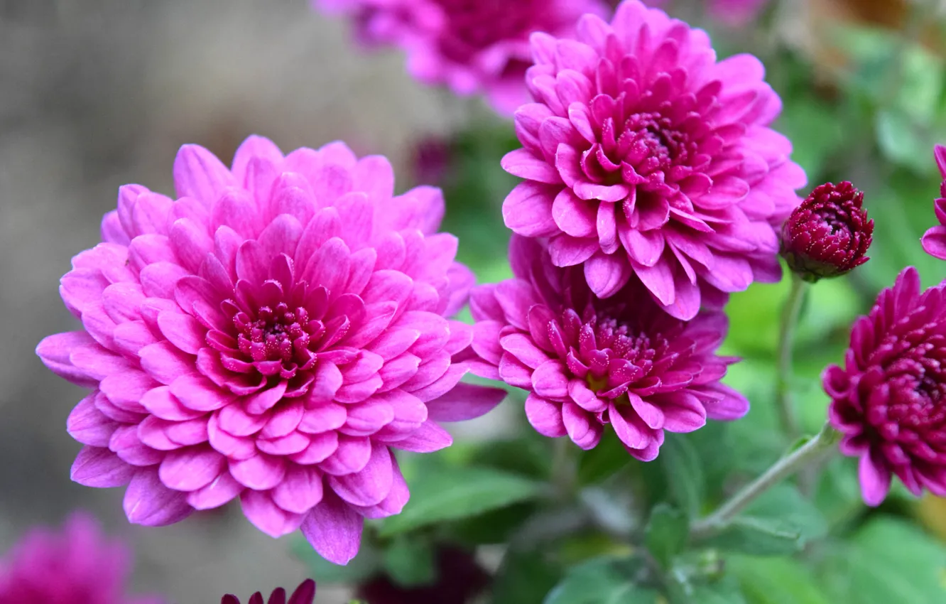 Фото обои осень, хризантема, фиолетовый цвет, осеняя природа