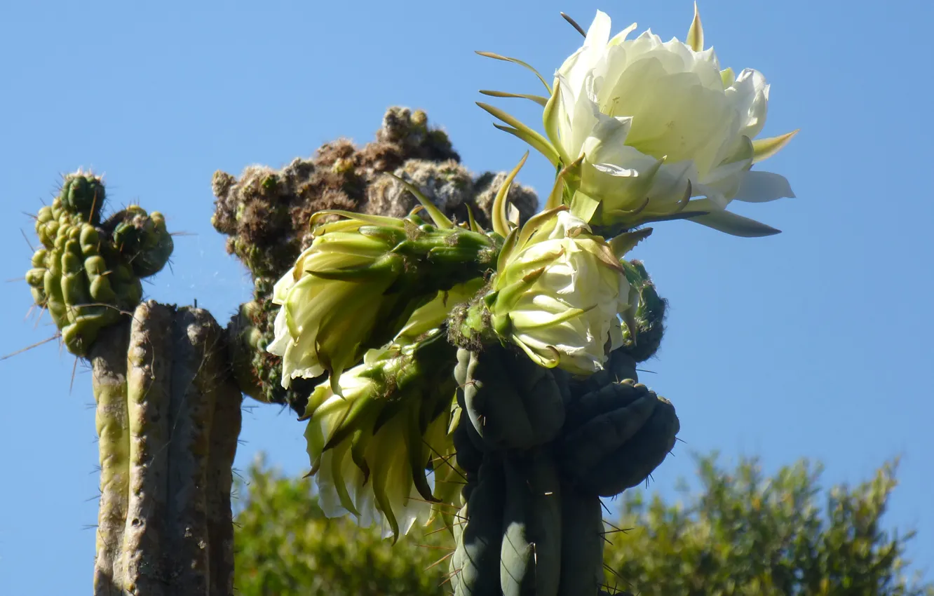Фото обои cactus, pinya de rosa, blanes