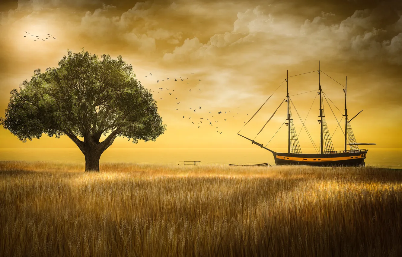 Фото обои пшеница, поле, небо, облака, свет, пейзаж, закат, птицы
