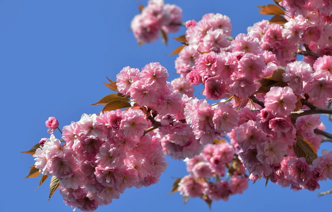 Фото обои макро, ветка, сакура, цветение, японская вишня