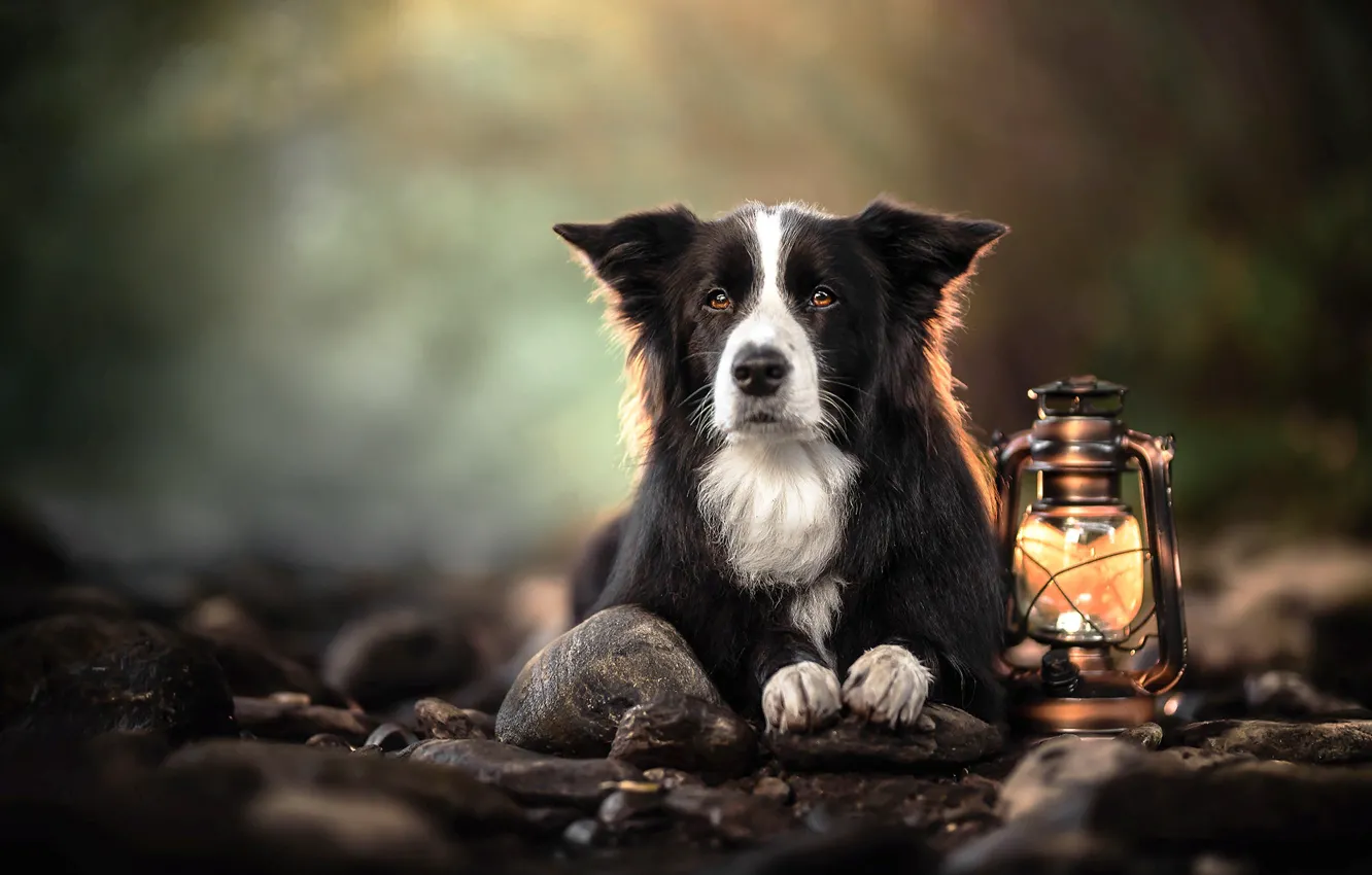 Фото обои камни, животное, собака, фонарь, пёс, бордер-колли