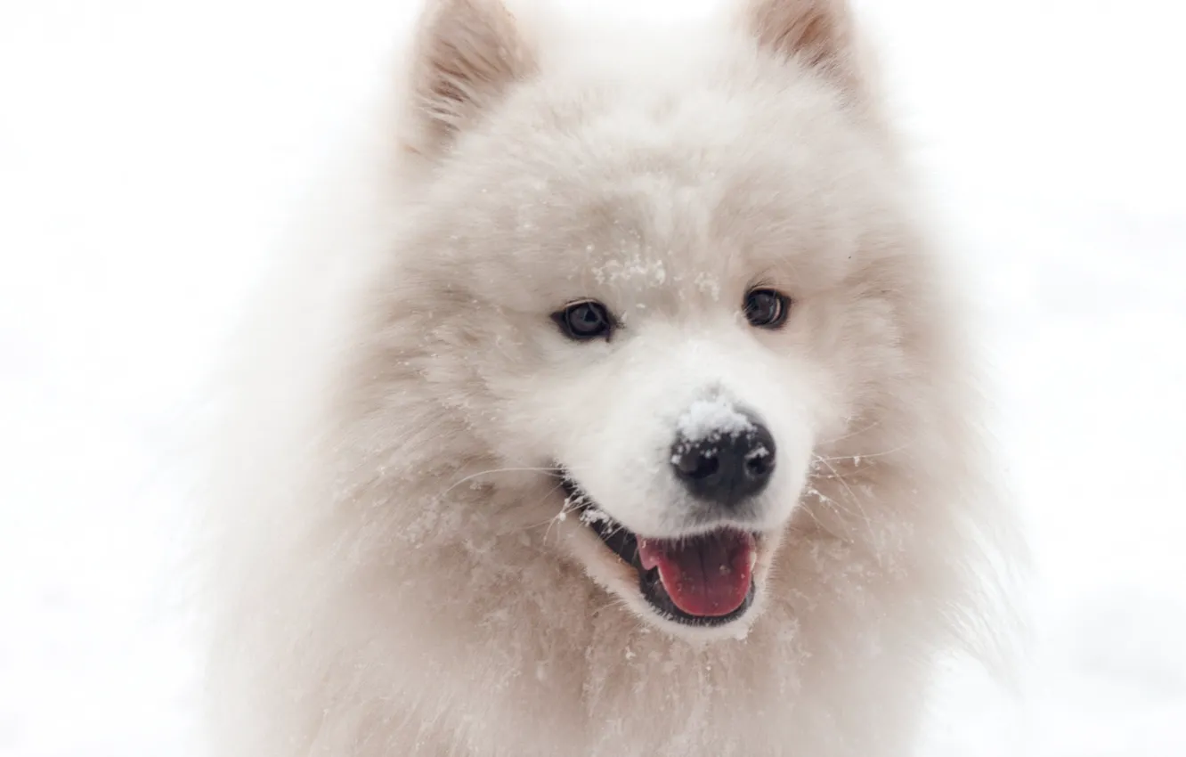 Фото обои Dog, Snow, White, Funny, Animal
