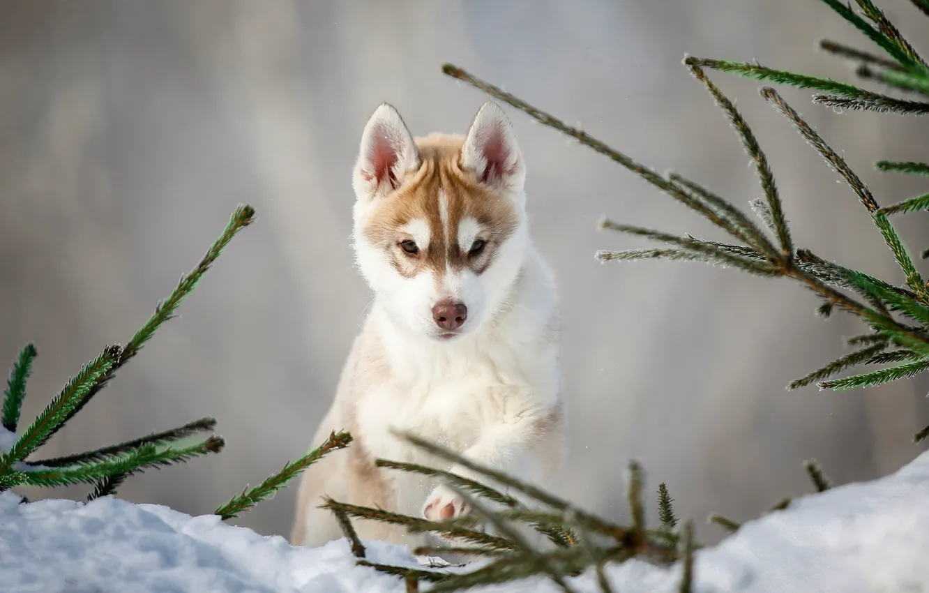 Фото обои снег, ветки, собака, щенок, Хаски