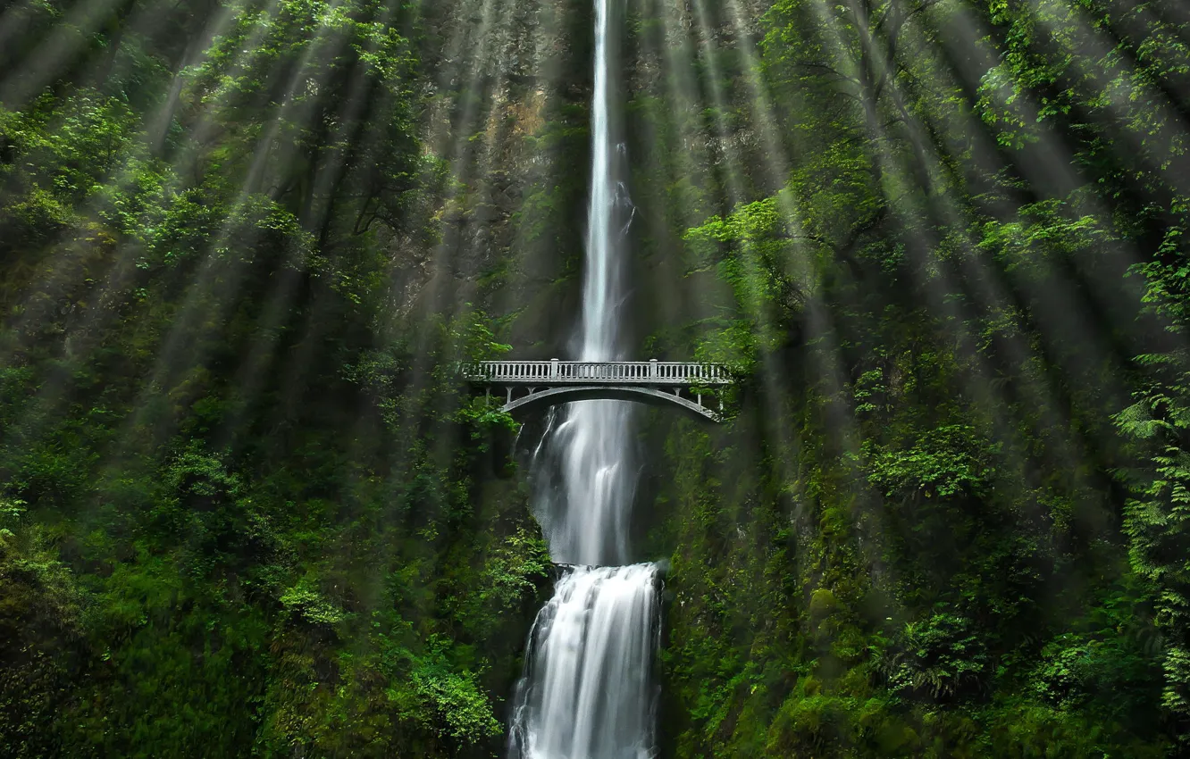 Фото обои лес, мост, природа, водопад